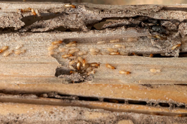 Best Pest Prevention Services  in Waycross, GA